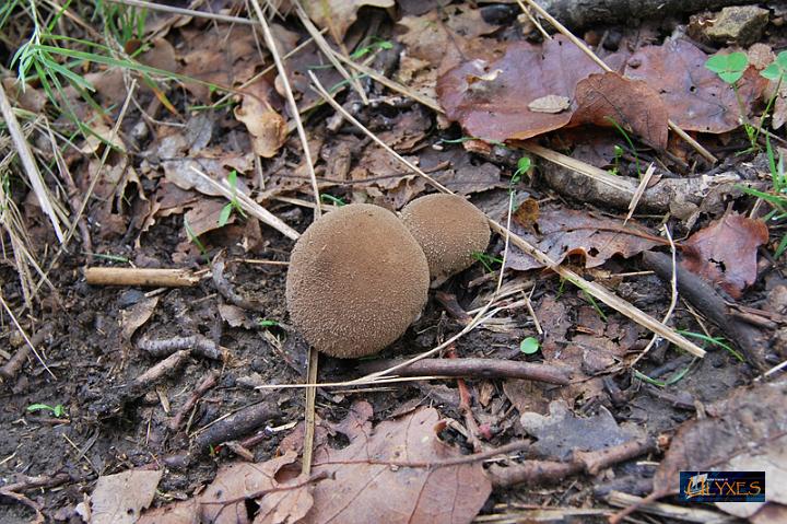 lycoperdon scuro.JPG